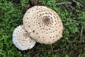 Big mushroom?