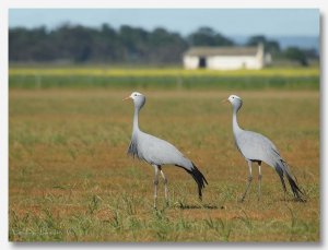 Blue Crane