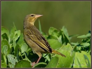 Cape Weaver (Female)