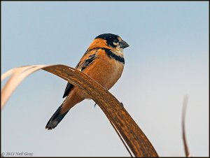 Rusty-collared Seedeater