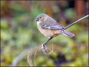 Rusty-collared Seedeater