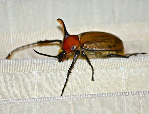 Caliper Beetle (male)