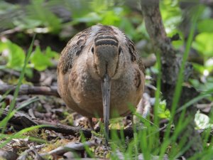 American Woodcock