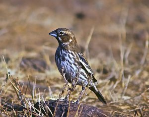 Lark Bunting (Adult male, nonbreeding)