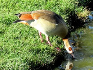 Egyptian Goose