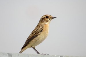 Whinchat, Saxicola rubetra, Tarabilla Nortea