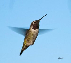 Anna's Hummingbird (M)