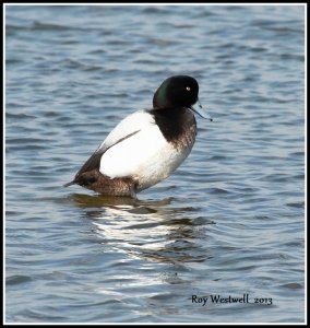 scaup