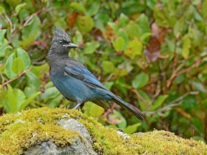 Steller's Jay