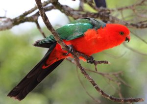 Australian King Parrot