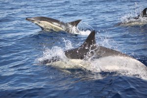 Common Dolphins