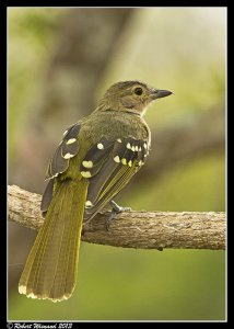 Eastern Nicator - Nicator gularis