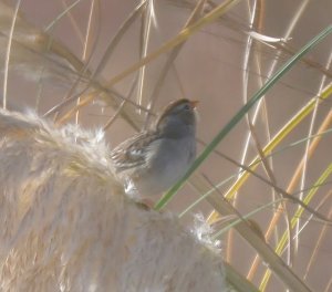 Immature White-Crowned Sparrow