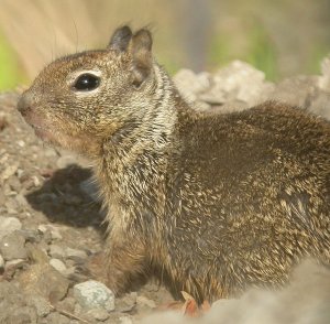 California Ground Squirrel