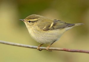 yellow-browed warbler