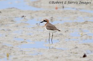 Greater Sand Plover