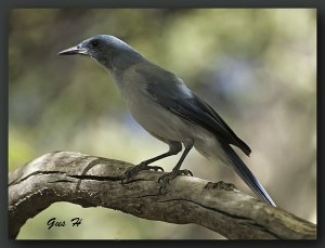 Mexican Jay