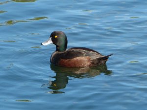 New Zealand Scaup (Male)