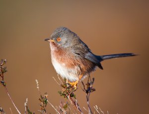 Dartford warbler