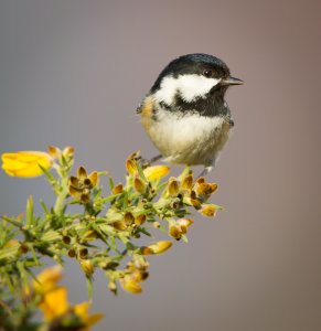 Coal Tit