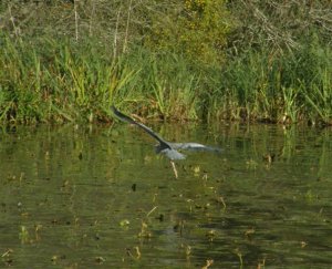 Coming in to land