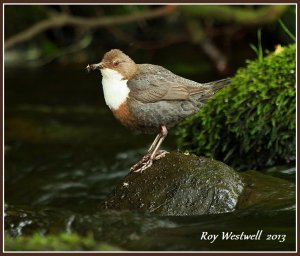 dipper