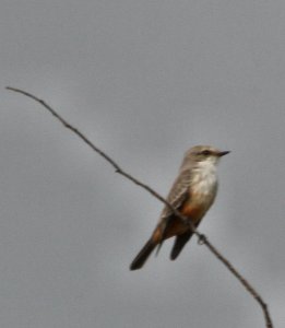 Vermilion Flycatcher Arkansas