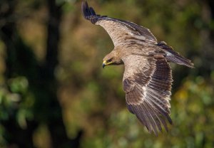 Steppe Eagle (Aquila nipalensis)