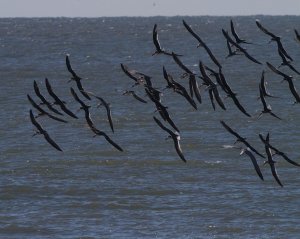 Black Skimmers