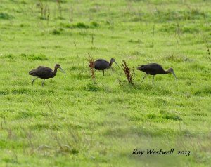 glossy ibis