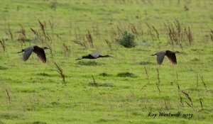 glossy ibis