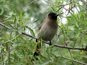 Common Bulbul