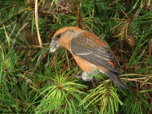 Digiscoped Male Parrot Crossbill