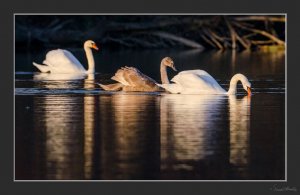 Swans just before sunset.