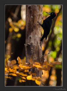 Female Black Woodpecker