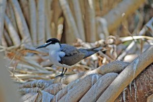 Bridled Tern