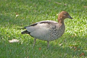 Australian Wood Duck