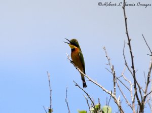 Litle Bee-eater