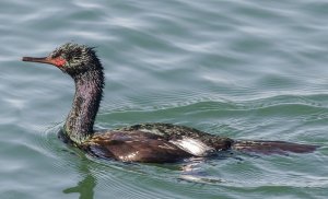 pelagic cormorant breeding plumage