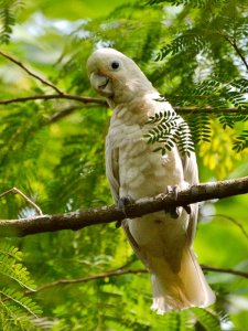 Tanimbar Cockatoo