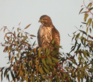 Red-Tailed Hawk