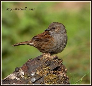 dunnock