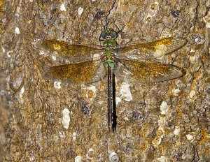 Common Green Darner (female)