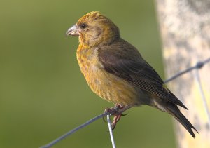 Common Crossbill