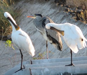 Spoonbills & Grey Heron