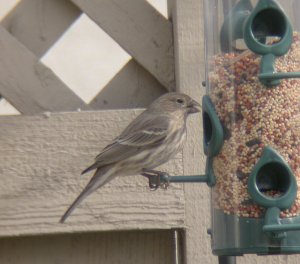 House Finch, Female