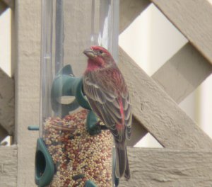 House Finch, Male