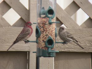 House Finches, Male and Female