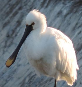 Spoonbill