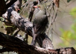 Olive-backed Oriole